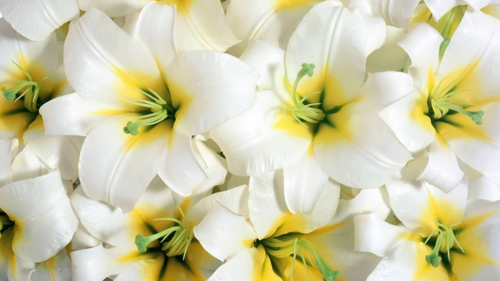Flores blancas y amarillas: fotos, tipos, características -